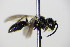  ( - BC ZSM HYM 17750)  @12 [ ] CreativeCommons - Attribution Non-Commercial Share-Alike (2015) Unspecified SNSB, Zoologische Staatssammlung Muenchen