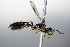  ( - BC ZSM HYM 17767)  @13 [ ] CreativeCommons - Attribution Non-Commercial Share-Alike (2015) Unspecified SNSB, Zoologische Staatssammlung Muenchen