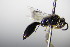  ( - BC ZSM HYM 17772)  @12 [ ] CreativeCommons - Attribution Non-Commercial Share-Alike (2015) Unspecified SNSB, Zoologische Staatssammlung Muenchen