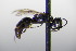  ( - BC ZSM HYM 17781)  @12 [ ] CreativeCommons - Attribution Non-Commercial Share-Alike (2015) Unspecified SNSB, Zoologische Staatssammlung Muenchen