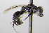  ( - BC ZSM HYM 17782)  @12 [ ] CreativeCommons - Attribution Non-Commercial Share-Alike (2015) Unspecified SNSB, Zoologische Staatssammlung Muenchen