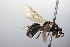  ( - BC ZSM HYM 17823)  @13 [ ] CreativeCommons - Attribution Non-Commercial Share-Alike (2015) Unspecified SNSB, Zoologische Staatssammlung Muenchen