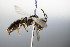  ( - BC ZSM HYM 17860)  @11 [ ] CreativeCommons - Attribution Non-Commercial Share-Alike (2015) Unspecified SNSB, Zoologische Staatssammlung Muenchen