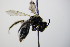  (Andrena nana - BC ZSM HYM 17862)  @13 [ ] CreativeCommons - Attribution Non-Commercial Share-Alike (2015) Unspecified SNSB, Zoologische Staatssammlung Muenchen