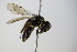  ( - BC ZSM HYM 17867)  @11 [ ] CreativeCommons - Attribution Non-Commercial Share-Alike (2015) Unspecified SNSB, Zoologische Staatssammlung Muenchen
