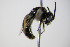  ( - BC ZSM HYM 17869)  @11 [ ] CreativeCommons - Attribution Non-Commercial Share-Alike (2015) Unspecified SNSB, Zoologische Staatssammlung Muenchen