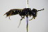  ( - BC ZSM HYM 17870)  @11 [ ] CreativeCommons - Attribution Non-Commercial Share-Alike (2015) Unspecified SNSB, Zoologische Staatssammlung Muenchen