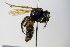  ( - BC ZSM HYM 17872)  @13 [ ] CreativeCommons - Attribution Non-Commercial Share-Alike (2015) Unspecified SNSB, Zoologische Staatssammlung Muenchen