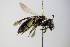  ( - BC ZSM HYM 17887)  @13 [ ] CreativeCommons - Attribution Non-Commercial Share-Alike (2015) Unspecified SNSB, Zoologische Staatssammlung Muenchen