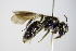  (Andrena ampla - BC ZSM HYM 17888)  @14 [ ] CreativeCommons - Attribution Non-Commercial Share-Alike (2015) Unspecified SNSB, Zoologische Staatssammlung Muenchen