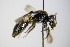  ( - BC ZSM HYM 17889)  @13 [ ] CreativeCommons - Attribution Non-Commercial Share-Alike (2015) Unspecified SNSB, Zoologische Staatssammlung Muenchen