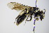  ( - BC ZSM HYM 17890)  @14 [ ] CreativeCommons - Attribution Non-Commercial Share-Alike (2015) Unspecified SNSB, Zoologische Staatssammlung Muenchen