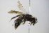  ( - BC ZSM HYM 17891)  @12 [ ] CreativeCommons - Attribution Non-Commercial Share-Alike (2015) Unspecified SNSB, Zoologische Staatssammlung Muenchen