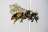  ( - BC ZSM HYM 17892)  @14 [ ] CreativeCommons - Attribution Non-Commercial Share-Alike (2015) Unspecified SNSB, Zoologische Staatssammlung Muenchen