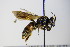  ( - BC ZSM HYM 17897)  @11 [ ] CreativeCommons - Attribution Non-Commercial Share-Alike (2015) Unspecified SNSB, Zoologische Staatssammlung Muenchen