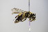  ( - BC ZSM HYM 17898)  @12 [ ] CreativeCommons - Attribution Non-Commercial Share-Alike (2015) Unspecified SNSB, Zoologische Staatssammlung Muenchen