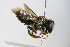  ( - BC ZSM HYM 17934)  @13 [ ] CreativeCommons - Attribution Non-Commercial Share-Alike (2015) Unspecified SNSB, Zoologische Staatssammlung Muenchen
