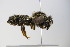  ( - BC ZSM HYM 17937)  @13 [ ] CreativeCommons - Attribution Non-Commercial Share-Alike (2015) Unspecified SNSB, Zoologische Staatssammlung Muenchen