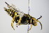  ( - BC ZSM HYM 17944)  @13 [ ] CreativeCommons - Attribution Non-Commercial Share-Alike (2015) Unspecified SNSB, Zoologische Staatssammlung Muenchen
