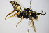  ( - BC ZSM HYM 17945)  @14 [ ] CreativeCommons - Attribution Non-Commercial Share-Alike (2015) Unspecified SNSB, Zoologische Staatssammlung Muenchen