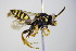  ( - BC ZSM HYM 17946)  @13 [ ] CreativeCommons - Attribution Non-Commercial Share-Alike (2015) Unspecified SNSB, Zoologische Staatssammlung Muenchen
