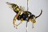  ( - BC ZSM HYM 17947)  @13 [ ] CreativeCommons - Attribution Non-Commercial Share-Alike (2015) Unspecified SNSB, Zoologische Staatssammlung Muenchen