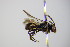  ( - BC ZSM HYM 17951)  @13 [ ] CreativeCommons - Attribution Non-Commercial Share-Alike (2015) Unspecified SNSB, Zoologische Staatssammlung Muenchen