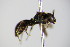  ( - BC ZSM HYM 17952)  @12 [ ] CreativeCommons - Attribution Non-Commercial Share-Alike (2015) Unspecified SNSB, Zoologische Staatssammlung Muenchen