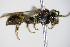  ( - BC ZSM HYM 17953)  @13 [ ] CreativeCommons - Attribution Non-Commercial Share-Alike (2015) Unspecified SNSB, Zoologische Staatssammlung Muenchen