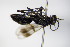  ( - BC ZSM HYM 17123)  @11 [ ] CreativeCommons - Attribution Non-Commercial Share-Alike (2015) Unspecified SNSB, Zoologische Staatssammlung Muenchen