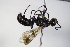  ( - BC ZSM HYM 17124)  @11 [ ] CreativeCommons - Attribution Non-Commercial Share-Alike (2015) Unspecified SNSB, Zoologische Staatssammlung Muenchen