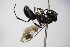  ( - BC ZSM HYM 17125)  @11 [ ] CreativeCommons - Attribution Non-Commercial Share-Alike (2015) Unspecified SNSB, Zoologische Staatssammlung Muenchen