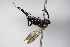  ( - BC ZSM HYM 17130)  @12 [ ] CreativeCommons - Attribution Non-Commercial Share-Alike (2015) Unspecified SNSB, Zoologische Staatssammlung Muenchen