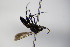  ( - BC ZSM HYM 17132)  @11 [ ] CreativeCommons - Attribution Non-Commercial Share-Alike (2015) Unspecified SNSB, Zoologische Staatssammlung Muenchen