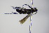  ( - BC ZSM HYM 17133)  @11 [ ] CreativeCommons - Attribution Non-Commercial Share-Alike (2015) Unspecified SNSB, Zoologische Staatssammlung Muenchen
