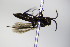  ( - BC ZSM HYM 17134)  @11 [ ] CreativeCommons - Attribution Non-Commercial Share-Alike (2015) Unspecified SNSB, Zoologische Staatssammlung Muenchen