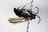  ( - BC ZSM HYM 17136)  @11 [ ] CreativeCommons - Attribution Non-Commercial Share-Alike (2015) Unspecified SNSB, Zoologische Staatssammlung Muenchen