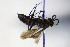  ( - BC ZSM HYM 17154)  @12 [ ] CreativeCommons - Attribution Non-Commercial Share-Alike (2015) Unspecified SNSB, Zoologische Staatssammlung Muenchen
