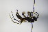  ( - BC ZSM HYM 17171)  @12 [ ] CreativeCommons - Attribution Non-Commercial Share-Alike (2015) Unspecified SNSB, Zoologische Staatssammlung Muenchen