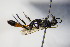  ( - BC ZSM HYM 17192)  @12 [ ] CreativeCommons - Attribution Non-Commercial Share-Alike (2015) Unspecified SNSB, Zoologische Staatssammlung Muenchen
