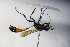  ( - BC ZSM HYM 17194)  @12 [ ] CreativeCommons - Attribution Non-Commercial Share-Alike (2015) Unspecified SNSB, Zoologische Staatssammlung Muenchen
