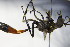  ( - BC ZSM HYM 17195)  @13 [ ] CreativeCommons - Attribution Non-Commercial Share-Alike (2015) Unspecified SNSB, Zoologische Staatssammlung Muenchen