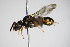  ( - BC ZSM HYM 15416)  @13 [ ] CreativeCommons - Attribution Non-Commercial Share-Alike (2015) Unspecified SNSB, Zoologische Staatssammlung Muenchen