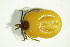  (Ixodes ricinus - GBOL03820)  @15 [ ] CreativeCommons - Attribution Non-Commercial Share-Alike (2015) Unspecified SNSB, Zoologische Staatssammlung Muenchen