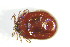  ( - GBOL03869)  @14 [ ] CreativeCommons - Attribution Non-Commercial Share-Alike (2015) Unspecified SNSB, Zoologische Staatssammlung Muenchen