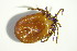  (Ixodes sp266 - GBOL03871)  @11 [ ] CreativeCommons - Attribution Non-Commercial Share-Alike (2015) Unspecified SNSB, Zoologische Staatssammlung Muenchen