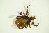  (Ixodes sp275 - GBOL03880)  @11 [ ] CreativeCommons - Attribution Non-Commercial Share-Alike (2015) Unspecified SNSB, Zoologische Staatssammlung Muenchen