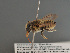 ( - BC ZSM HYM 11921)  @13 [ ] CreativeCommons - Attribution Non-Commercial Share-Alike (2014) Stefan Schmidt SNSB, Zoologische Staatssammlung Muenchen