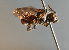  ( - BC ZSM HYM 11930)  @13 [ ] CreativeCommons - Attribution Non-Commercial Share-Alike (2014) Stefan Schmidt SNSB, Zoologische Staatssammlung Muenchen