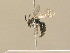 ( - BC ZSM HYM 14202)  @13 [ ] CreativeCommons - Attribution Non-Commercial Share-Alike (2016) Stefan Schmidt SNSB, Zoologische Staatssammlung Muenchen